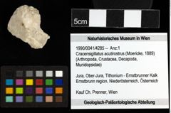 Foto (Objekt + Etiketten) von Cracensigillatus acutirostrus (Moericke, 1889) 